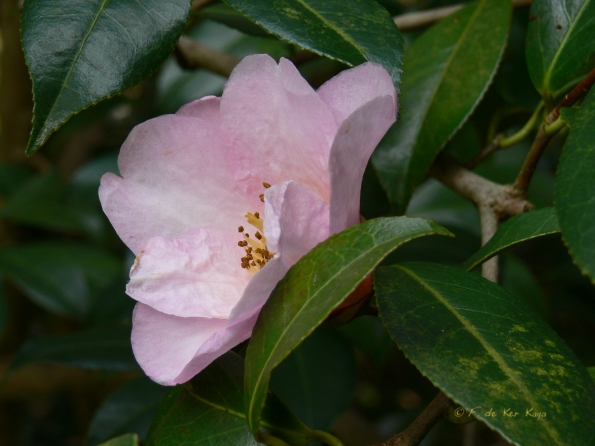 Bois des Moutiers (78) mars 2012